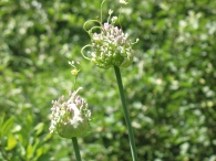 Allium Babingtonii